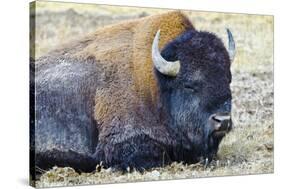 USA, Wyoming, Yellowstone National Park. Bison along Fountain Flat Drive-Bernard Friel-Stretched Canvas