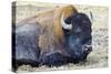 USA, Wyoming, Yellowstone National Park. Bison along Fountain Flat Drive-Bernard Friel-Stretched Canvas