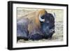 USA, Wyoming, Yellowstone National Park. Bison along Fountain Flat Drive-Bernard Friel-Framed Photographic Print