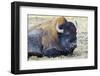 USA, Wyoming, Yellowstone National Park. Bison along Fountain Flat Drive-Bernard Friel-Framed Photographic Print