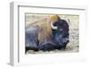USA, Wyoming, Yellowstone National Park. Bison along Fountain Flat Drive-Bernard Friel-Framed Photographic Print