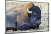 USA, Wyoming, Yellowstone National Park. Bison along Fountain Flat Drive-Bernard Friel-Mounted Photographic Print