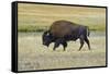 USA, Wyoming. Yellowstone National Park Bison, along Fountain Flat Drive-Bernard Friel-Framed Stretched Canvas