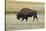 USA, Wyoming. Yellowstone National Park Bison, along Fountain Flat Drive-Bernard Friel-Stretched Canvas