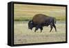 USA, Wyoming. Yellowstone National Park Bison, along Fountain Flat Drive-Bernard Friel-Framed Stretched Canvas