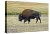 USA, Wyoming. Yellowstone National Park Bison, along Fountain Flat Drive-Bernard Friel-Stretched Canvas