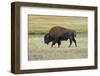 USA, Wyoming. Yellowstone National Park Bison, along Fountain Flat Drive-Bernard Friel-Framed Photographic Print