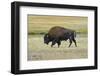 USA, Wyoming. Yellowstone National Park Bison, along Fountain Flat Drive-Bernard Friel-Framed Photographic Print