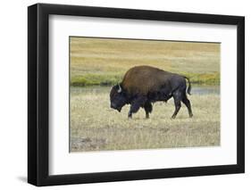 USA, Wyoming. Yellowstone National Park Bison, along Fountain Flat Drive-Bernard Friel-Framed Photographic Print