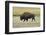 USA, Wyoming. Yellowstone National Park Bison, along Fountain Flat Drive-Bernard Friel-Framed Photographic Print