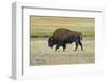 USA, Wyoming. Yellowstone National Park Bison, along Fountain Flat Drive-Bernard Friel-Framed Photographic Print