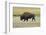 USA, Wyoming. Yellowstone National Park Bison, along Fountain Flat Drive-Bernard Friel-Framed Photographic Print