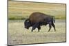 USA, Wyoming. Yellowstone National Park Bison, along Fountain Flat Drive-Bernard Friel-Mounted Photographic Print