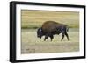 USA, Wyoming. Yellowstone National Park Bison, along Fountain Flat Drive-Bernard Friel-Framed Photographic Print