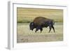 USA, Wyoming. Yellowstone National Park Bison, along Fountain Flat Drive-Bernard Friel-Framed Photographic Print