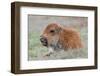 USA, Wyoming, Yellowstone National Park, Bison Calf Resting and Chewing Grasses-Elizabeth Boehm-Framed Photographic Print