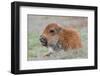 USA, Wyoming, Yellowstone National Park, Bison Calf Resting and Chewing Grasses-Elizabeth Boehm-Framed Photographic Print