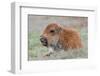 USA, Wyoming, Yellowstone National Park, Bison Calf Resting and Chewing Grasses-Elizabeth Boehm-Framed Photographic Print