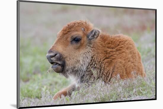 USA, Wyoming, Yellowstone National Park, Bison Calf Resting and Chewing Grasses-Elizabeth Boehm-Mounted Photographic Print