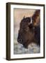 USA, Wyoming. Yellowstone National Park, bison cow at Fountain Flats in autumn-Elizabeth Boehm-Framed Photographic Print