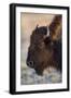 USA, Wyoming. Yellowstone National Park, bison cow at Fountain Flats in autumn-Elizabeth Boehm-Framed Photographic Print