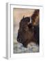 USA, Wyoming. Yellowstone National Park, bison cow at Fountain Flats in autumn-Elizabeth Boehm-Framed Photographic Print