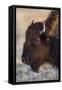 USA, Wyoming. Yellowstone National Park, bison cow at Fountain Flats in autumn-Elizabeth Boehm-Framed Stretched Canvas