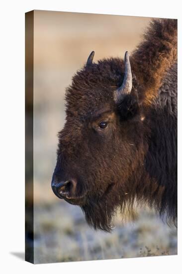 USA, Wyoming. Yellowstone National Park, bison cow at Fountain Flats in autumn-Elizabeth Boehm-Stretched Canvas