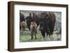 USA, Wyoming, Yellowstone National Park. Bison cow with newborn calf.-Jaynes Gallery-Framed Photographic Print