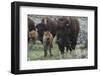 USA, Wyoming, Yellowstone National Park. Bison cow with newborn calf.-Jaynes Gallery-Framed Photographic Print