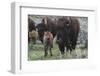 USA, Wyoming, Yellowstone National Park. Bison cow with newborn calf.-Jaynes Gallery-Framed Photographic Print