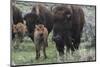 USA, Wyoming, Yellowstone National Park. Bison cow with newborn calf.-Jaynes Gallery-Mounted Photographic Print