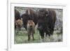 USA, Wyoming, Yellowstone National Park. Bison cow with newborn calf.-Jaynes Gallery-Framed Photographic Print