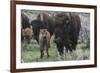 USA, Wyoming, Yellowstone National Park. Bison cow with newborn calf.-Jaynes Gallery-Framed Photographic Print