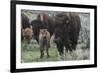 USA, Wyoming, Yellowstone National Park. Bison cow with newborn calf.-Jaynes Gallery-Framed Photographic Print