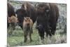 USA, Wyoming, Yellowstone National Park. Bison cow with newborn calf.-Jaynes Gallery-Mounted Photographic Print