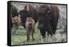 USA, Wyoming, Yellowstone National Park. Bison cow with newborn calf.-Jaynes Gallery-Framed Stretched Canvas