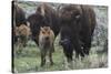 USA, Wyoming, Yellowstone National Park. Bison cow with newborn calf.-Jaynes Gallery-Stretched Canvas