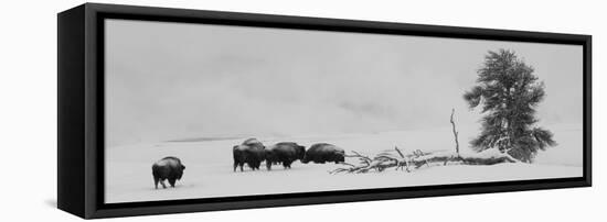 USA, Wyoming, Yellowstone National Park. Bison herd in snow.-Cindy Miller Hopkins-Framed Stretched Canvas