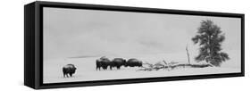 USA, Wyoming, Yellowstone National Park. Bison herd in snow.-Cindy Miller Hopkins-Framed Stretched Canvas