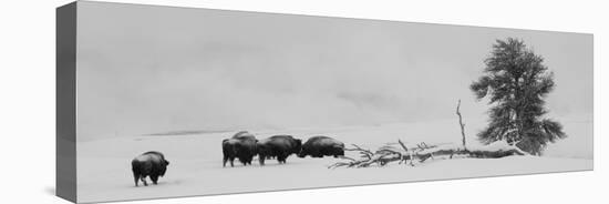 USA, Wyoming, Yellowstone National Park. Bison herd in snow.-Cindy Miller Hopkins-Stretched Canvas