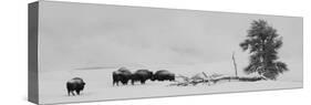 USA, Wyoming, Yellowstone National Park. Bison herd in snow.-Cindy Miller Hopkins-Stretched Canvas