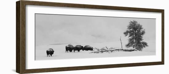 USA, Wyoming, Yellowstone National Park. Bison herd in snow.-Cindy Miller Hopkins-Framed Photographic Print