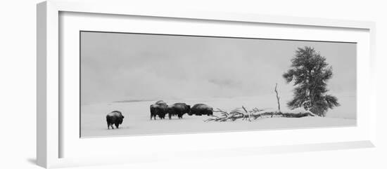 USA, Wyoming, Yellowstone National Park. Bison herd in snow.-Cindy Miller Hopkins-Framed Photographic Print
