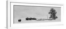 USA, Wyoming, Yellowstone National Park. Bison herd in snow.-Cindy Miller Hopkins-Framed Photographic Print