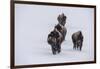 USA, Wyoming, Yellowstone National Park. Bison herd in the snow-Cindy Miller Hopkins-Framed Photographic Print