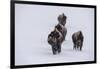 USA, Wyoming, Yellowstone National Park. Bison herd in the snow-Cindy Miller Hopkins-Framed Photographic Print