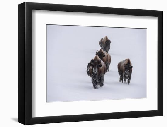 USA, Wyoming, Yellowstone National Park. Bison herd in the snow-Cindy Miller Hopkins-Framed Photographic Print