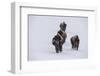 USA, Wyoming, Yellowstone National Park. Bison herd in the snow-Cindy Miller Hopkins-Framed Photographic Print