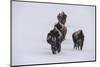 USA, Wyoming, Yellowstone National Park. Bison herd in the snow-Cindy Miller Hopkins-Mounted Photographic Print